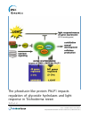 Scholarly article on topic 'The phosducin-like protein PhLP1 impacts regulation of glycoside hydrolases and light response in Trichoderma reesei'