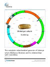Scholarly article on topic 'The complete mitochondrial genome of Solemya velum (Mollusca: Bivalvia) and its relationships with Conchifera'