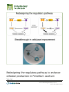 Scholarly article on topic 'Redesigning the regulatory pathway to enhance cellulase production in Penicillium oxalicum'