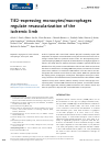Scholarly article on topic 'TIE2-expressing monocytes/macrophages regulate revascularization of the ischemic limb'