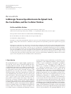 Scholarly article on topic 'GABAergic Neuron Specification in the Spinal Cord, the Cerebellum, and the Cochlear Nucleus'