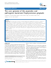 Scholarly article on topic 'The core genome of the anaerobic oral pathogenic bacterium Porphyromonas gingivalis'