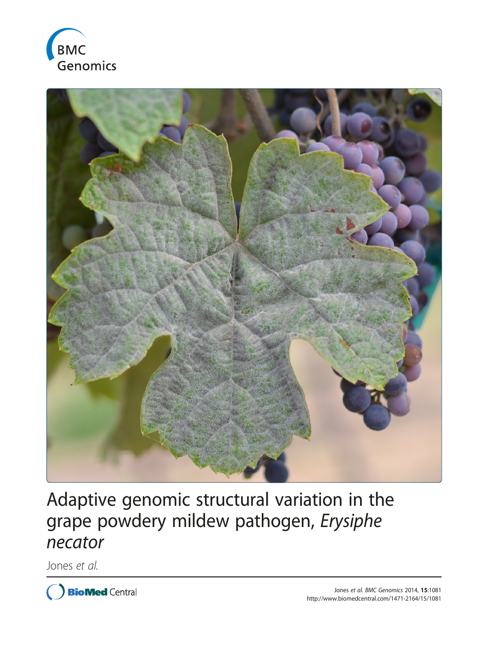 Adaptive Genomic Structural Variation In The Grape Powdery Mildew Pathogen Erysiphe Necator Topic Of Research Paper In Biological Sciences Download Scholarly Article Pdf And Read For Free On Cyberleninka Open Science
