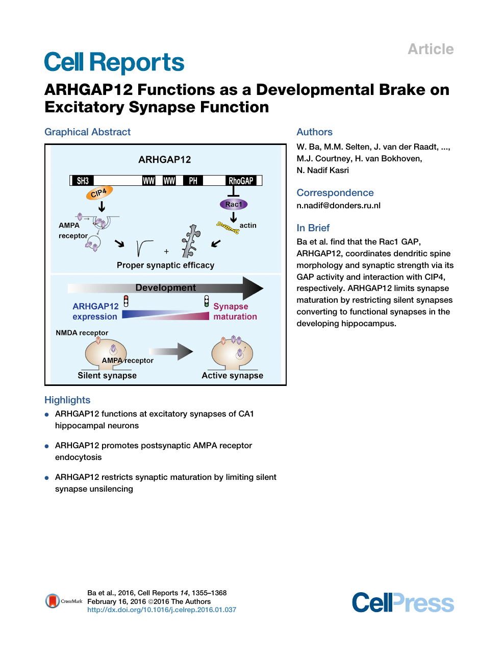 Arhgap12 Functions As A Developmental Brake On Excitatory Synapse Function Topic Of Research Paper In Biological Sciences Download Scholarly Article Pdf And Read For Free On Cyberleninka Open Science Hub