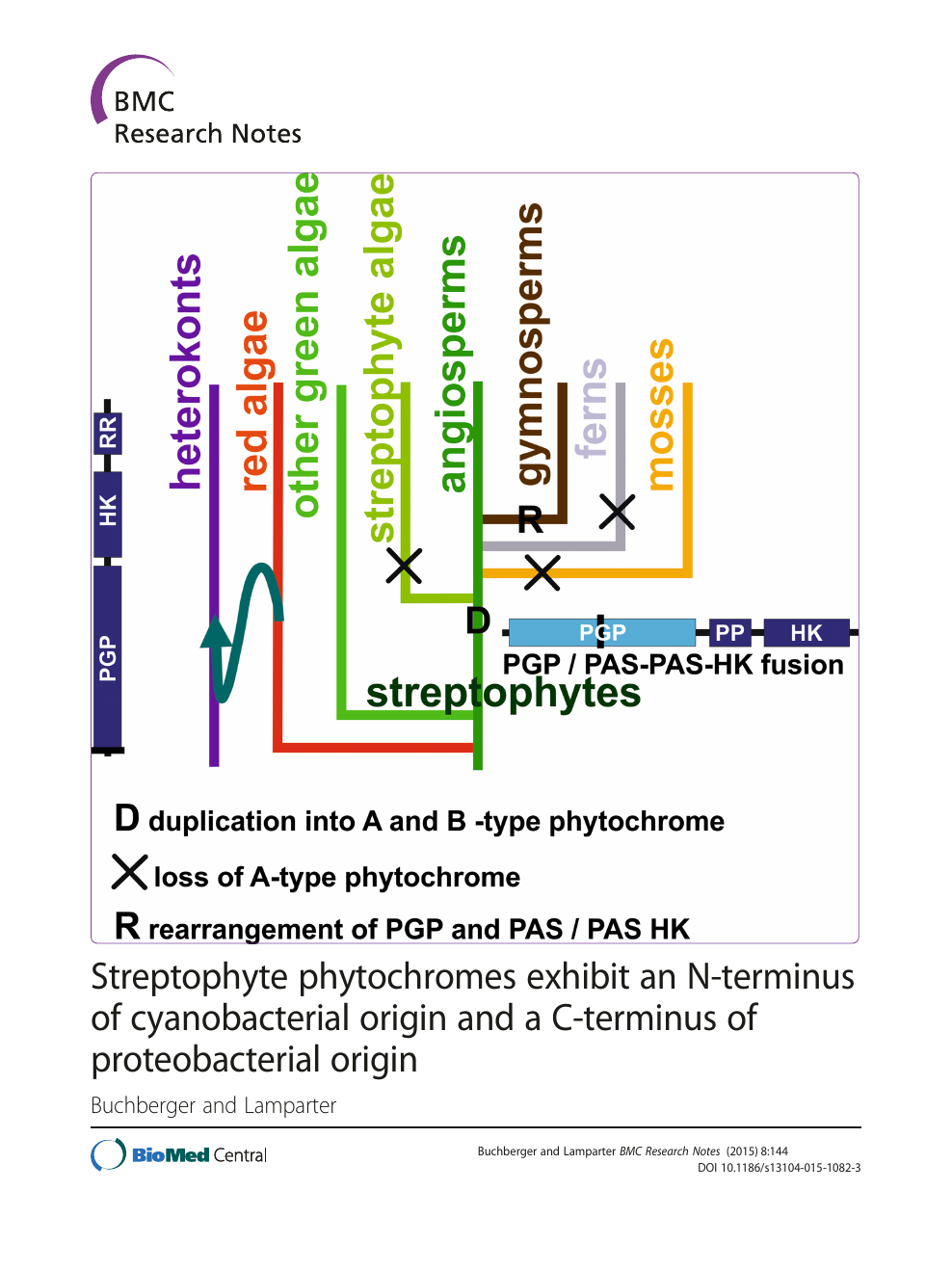 Streptophyte phytochromes exhibit an N-terminus of cyanobacterial